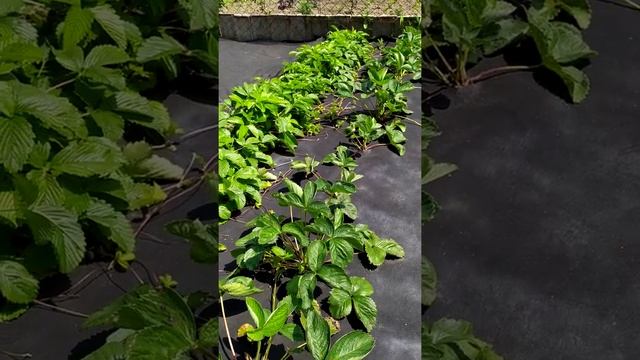 Клубника и земляника на Агроволокне без сорняков смотреть онлайн