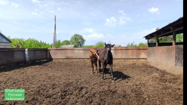 Жеребец Мотылек уехал на Hamere. смотреть онлайн