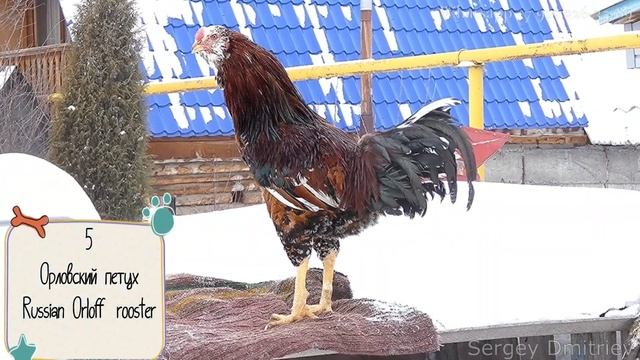 6 петухов и 4 курицы Орловские куры, Породы кур, Russian Orloff #Chickens #Roosters_sing #петухи смотреть онлайн