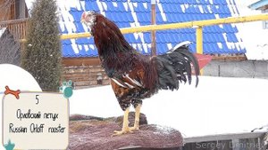 6 петухов и 4 курицы Орловские куры, Породы кур, Russian Orloff #Chickens #Roosters_sing #петухи