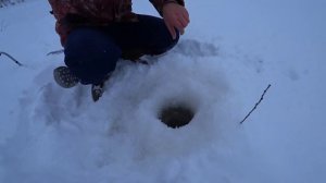 Зимняя рыбалка на Волге. Пошли на судака, а поймали налима!