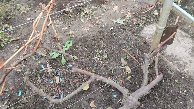 Осеннее укрытие взрослого куста винограда сорта Блестящий и молодого куста Ориона землёй. смотреть онлайн