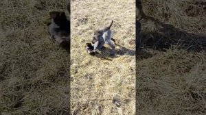 Дратхар 11 месяцев самый добрый друг