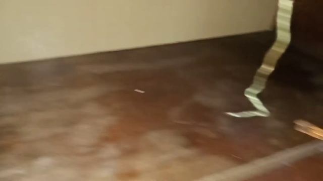 КОЛОНИЮ ТАРАКАНОВ ОТАКАВАЛИ МУРАВЬИ !!! | Что делать | смотреть онлайн