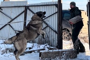 ГАМПР ТИТАН-СКОРО ОЖИДАЮТСЯ ЩЕНКИ ОТ РАБОЧИХ АБОРИГЕНОВ.