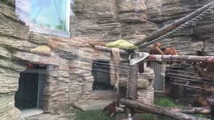 Московский зоопарк. Часть 2. Орангутанги.