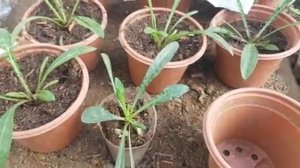 ГАЗАНИЯ ПЫШНЫЙ КУСТ. КАК ПРАВИЛЬНО вырастить газанию из семян видео.mp4