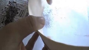 Семена, очистка семян - своего сбора на примере цинерарии.