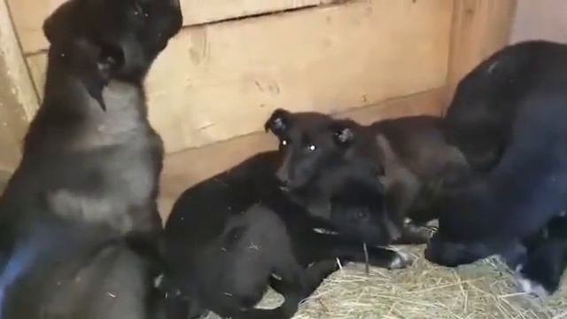 Щенки в добрые руки Москва и МО- первый день на передержке