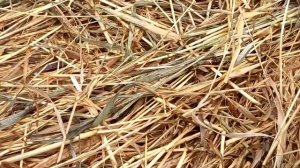 Начало переработки сухой травы(сена)в органическое удобрение
