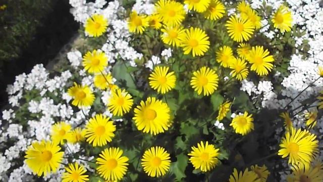 ромашки жёлтые смотреть онлайн