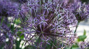 Me reading 认识大花葱, Allium giganteum Regel, giant onion, My photography