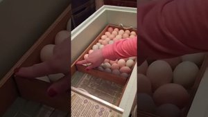Обзор нового инкубатора Блиц Матрица Дели.