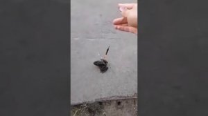 Поймали Крейзи Фрог