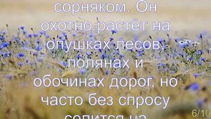 Интересные факты о васильках