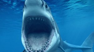 Звук акулы: Какие звуки издаёт акула?