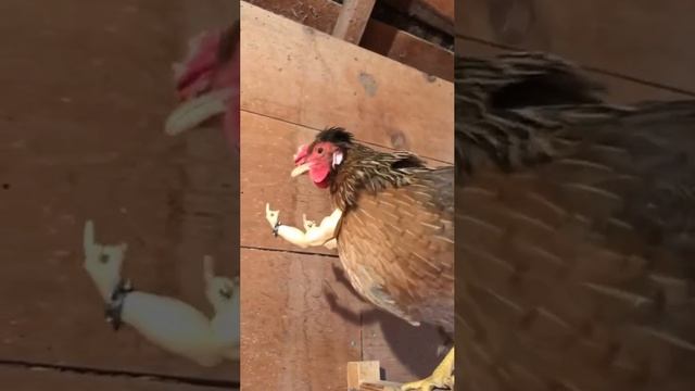 Умелец приделал руки курице и набрал на этом видео 4 миллиона просмотров. 

Вы знаете кому это отпра