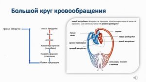 Сердечно-сосудистая система. Тема 25. Сосудистая система. Демонстрационный опыт № 4