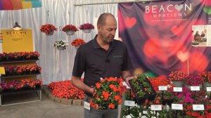 Beacon Impatiens Has High Resistance to Impatiens Downy Mildew