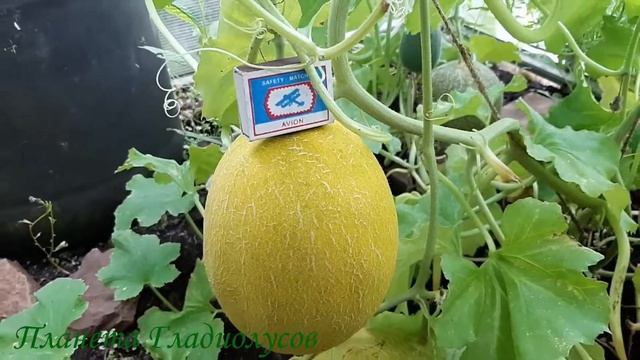 Выращивание дыни в теплице