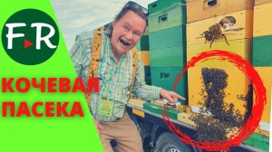 Кочевая пасека на гречихе. Прицеп для перевозки ульев. Как устроена кочевая пасека.