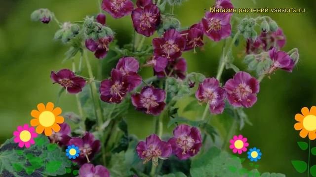 Герань темная Самобор. Краткий обзор, описание характеристик geranium phaeum Samobor смотреть онлайн