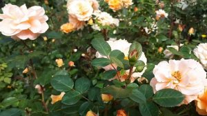 РОЗА ШЁНЕ ФОМ ЗЕЕ 🌹🌹🌹 КОНВЕЙЕР ПО ПРОИЗВОДСТВУ ЦВЕТОВ💙💜💚.