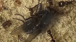 Инструкция по содержанию МУРАВЬЁВ-ЖНЕЦОВ (Messor Structor)