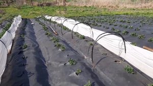 Советую топ сортов для дачников Приморского края