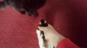 кот боится крысу