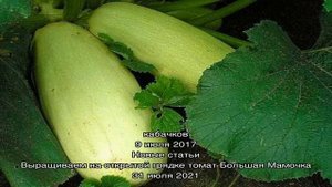 Сорта кабачков для длительного хранения с фото и описанием