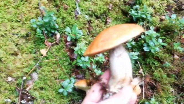 Грибы 2021 Тихвин смотреть онлайн