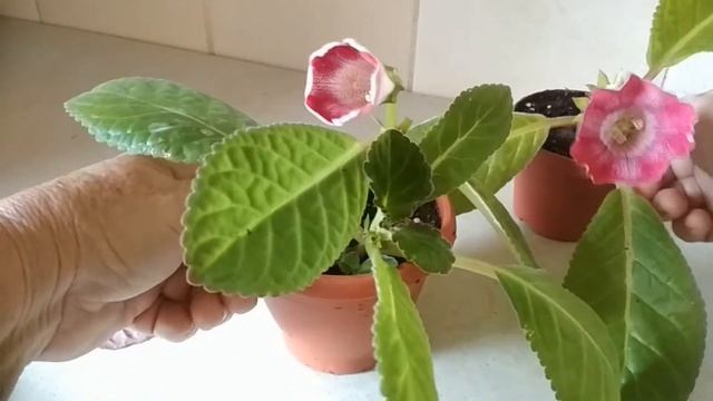 #ЦВЕТОЧНЫЕНОВОСТИ №1. Инжир. Глоксиния. Гименокаллис. //Fig.Gloxinia.Hymenocallis.//