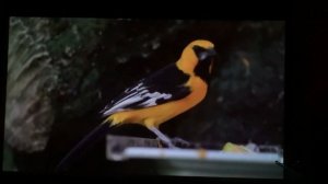 МИНИ DLP ПРОЕКТОР ДОМАШНИЙ КИНОТЕАТР КОТОРЫЙ УДИВИЛ. мобильный проектор. мини яркий проектор