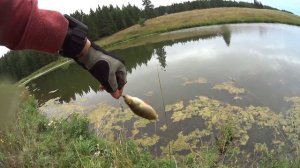 Микроджиг на пруду. Ловля на 1 грамм.