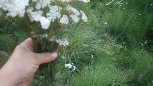 Тысячелистник