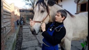 зондирование лошади,