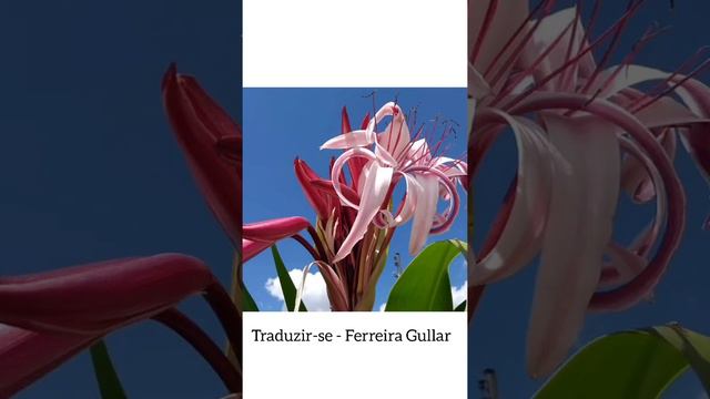 Traduzir-se [poema] Ferreira Gullar