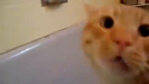 Кот каторый не любит купаться