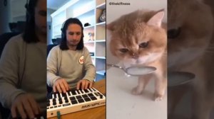 Кот лакает молоко под музыку