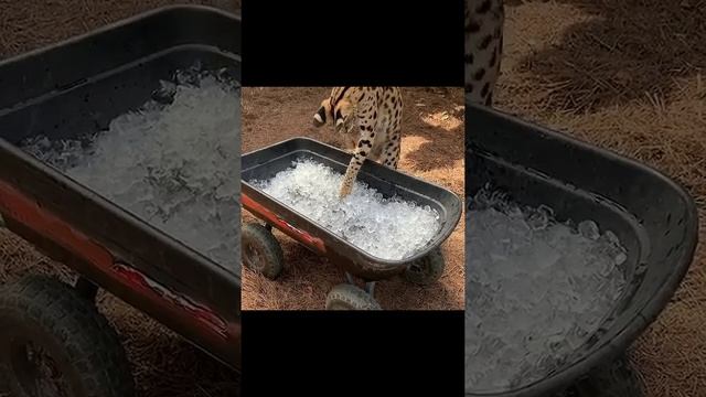 Когда впервые увидел лёд