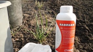Персики НЕ перезимовали оживляем их препаратом RADIFARM