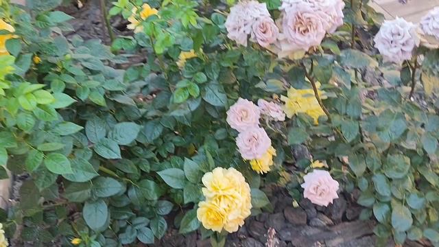 Моë цветущее царство. Розы, клематисы, петуния.