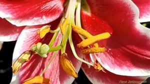 Очень красивая лилия - Джудит Саффинья