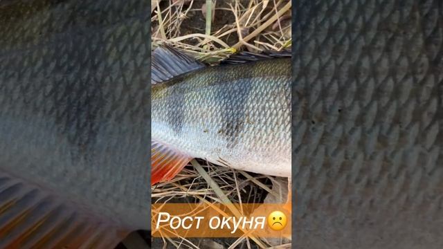 Как растет окунь #short #shorts #fishing #shortvideo #окунь #рыбалка