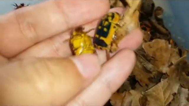 Жуки бронзовки африканские смотреть онлайн