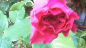 Rose 'Violette Parfumée®' Le parfum à petites doses