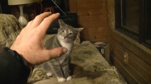 СМЕШНОЕ ВИДЕО ПРО КОШКУ)