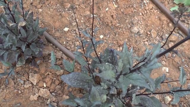 Trachelium caeruleum - grow & care (Blue throatwort) смотреть онлайн