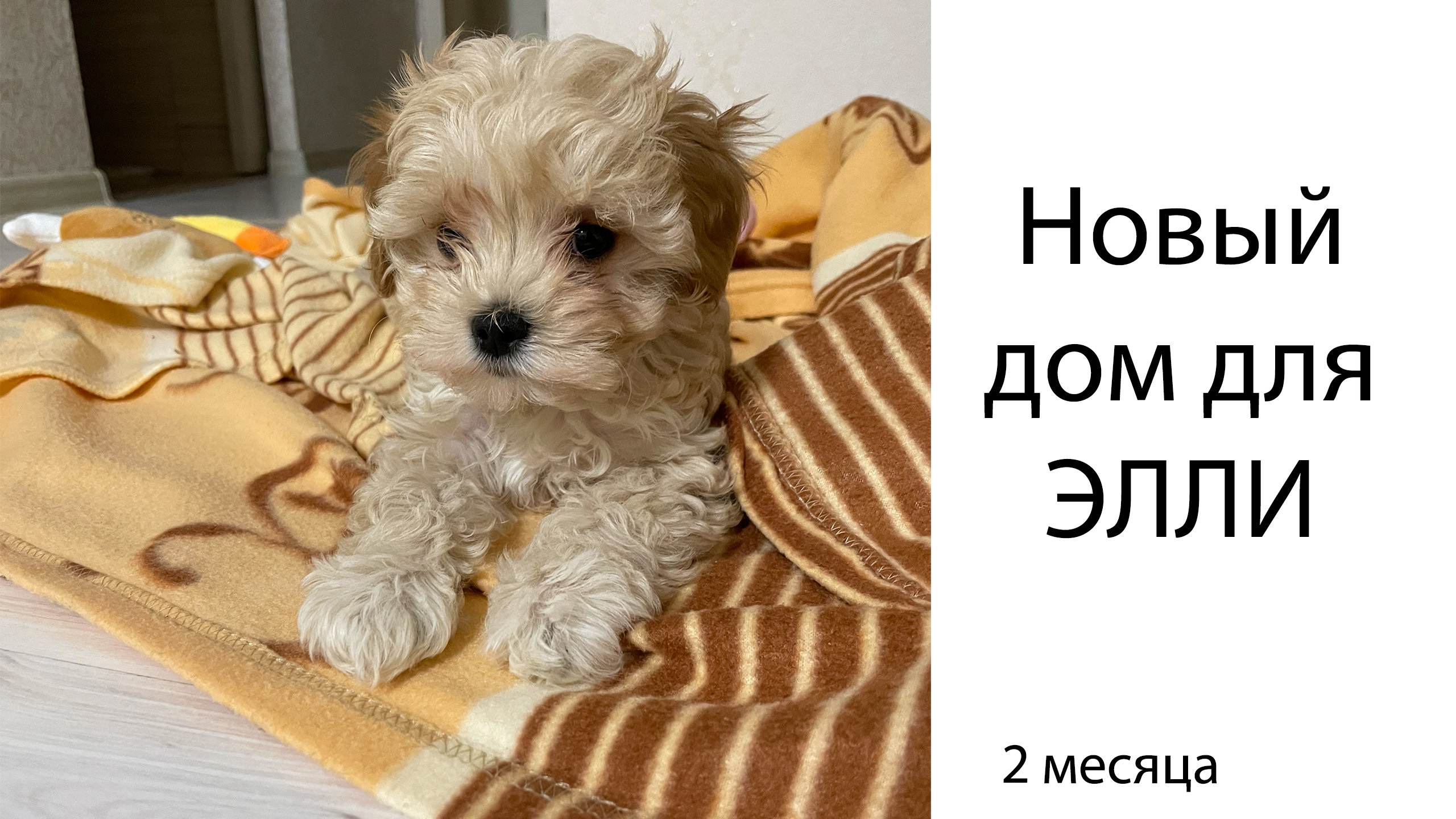 Щенок мальтипу Элли